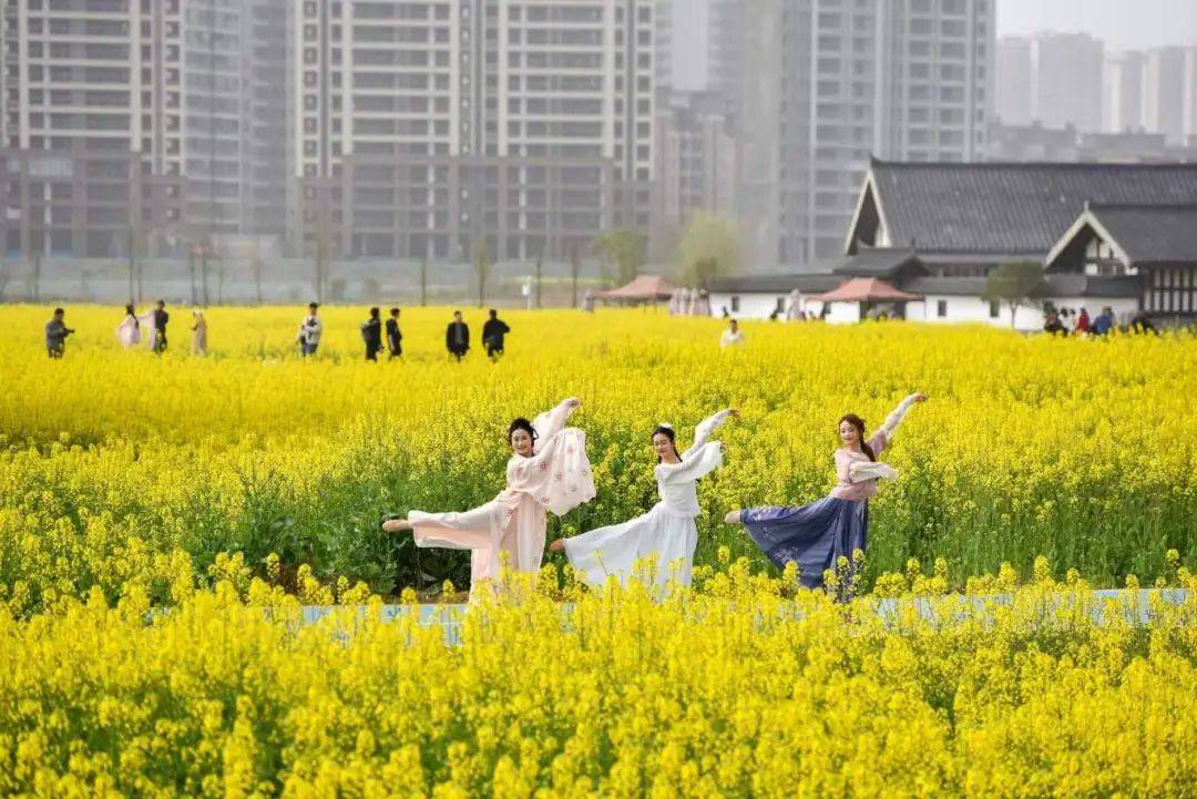 一图在手 带你"春游"眉山_油菜花_樱花_公园