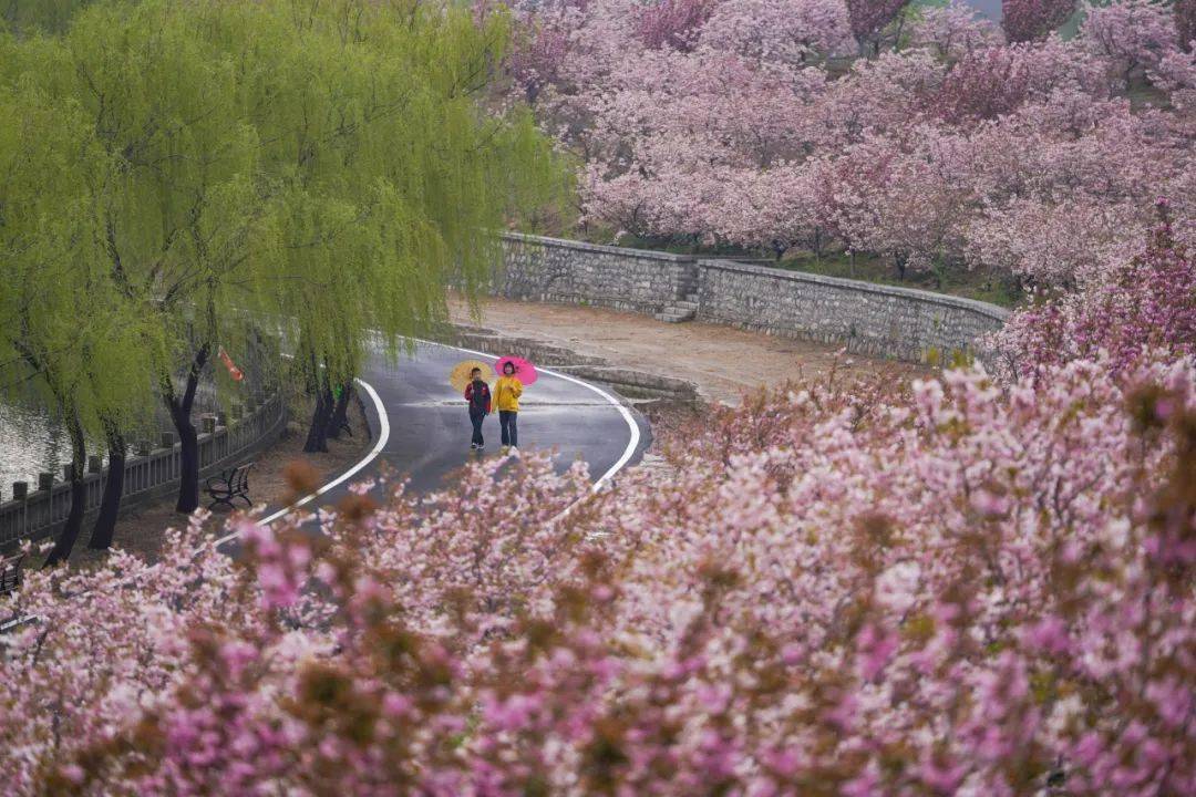说"邹" 就走| "樱"邀出席 共赴"花"宴_樱花_美食_景区