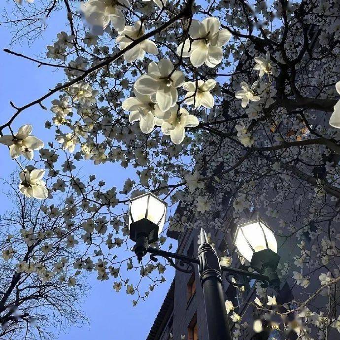 背景|⋆𝙒𝙚𝘾𝙝𝙖𝙩氛围感背景图⋆