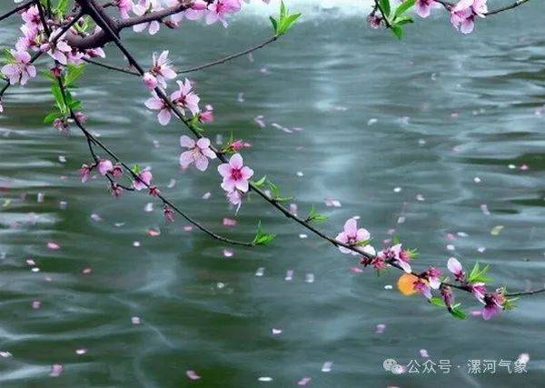 吹面不寒杨柳风.沾衣欲湿杏花雨,杖藜扶我过桥东.古木阴中系短篷