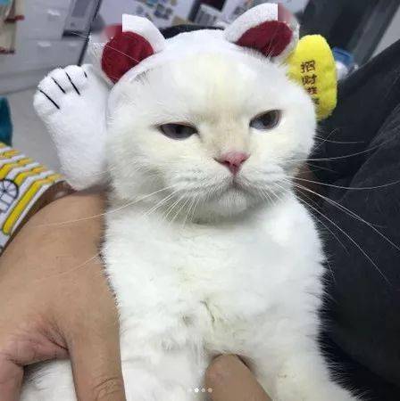 铲屎的良心发现,送来一条猫薄荷味的大鱼干