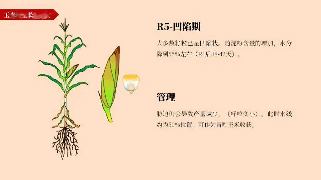 玉米植株各部位名称图片