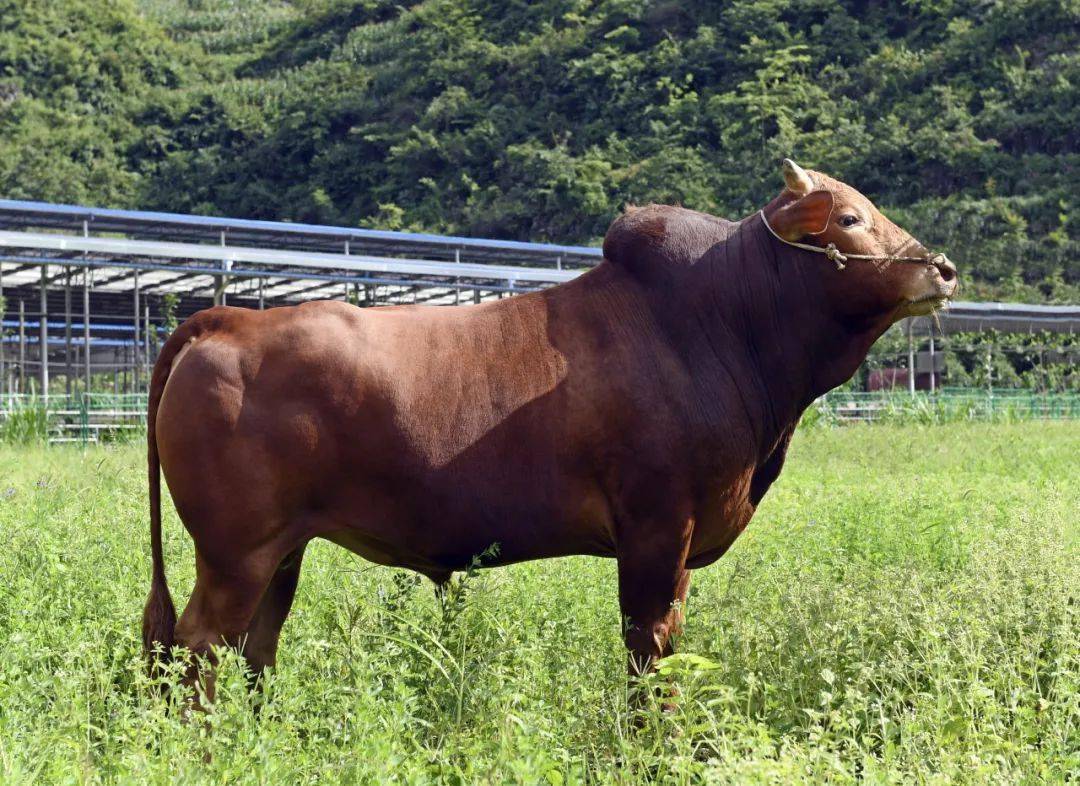 好山好水好牛肉,国家地标农产——关岭黄牛热辣来袭!