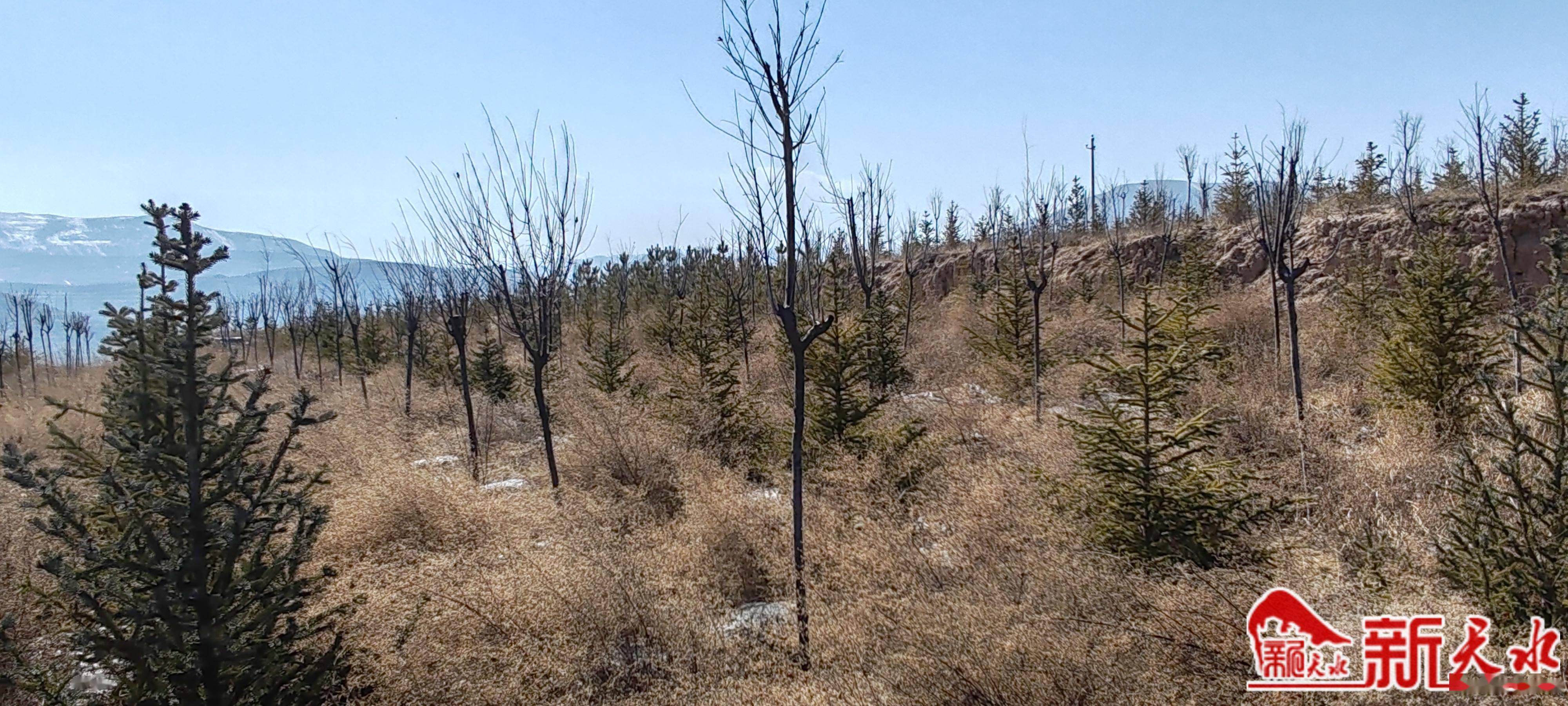 武山:做实"林长制" 写活"绿文章"