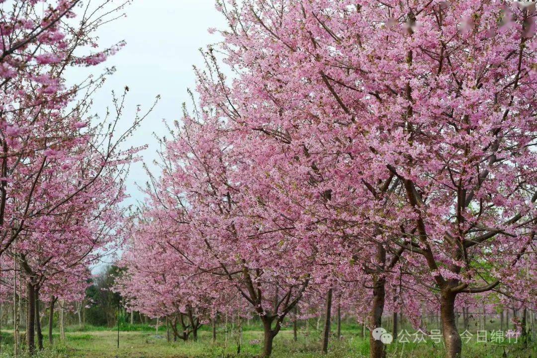 樱花什么时候开花季节图片