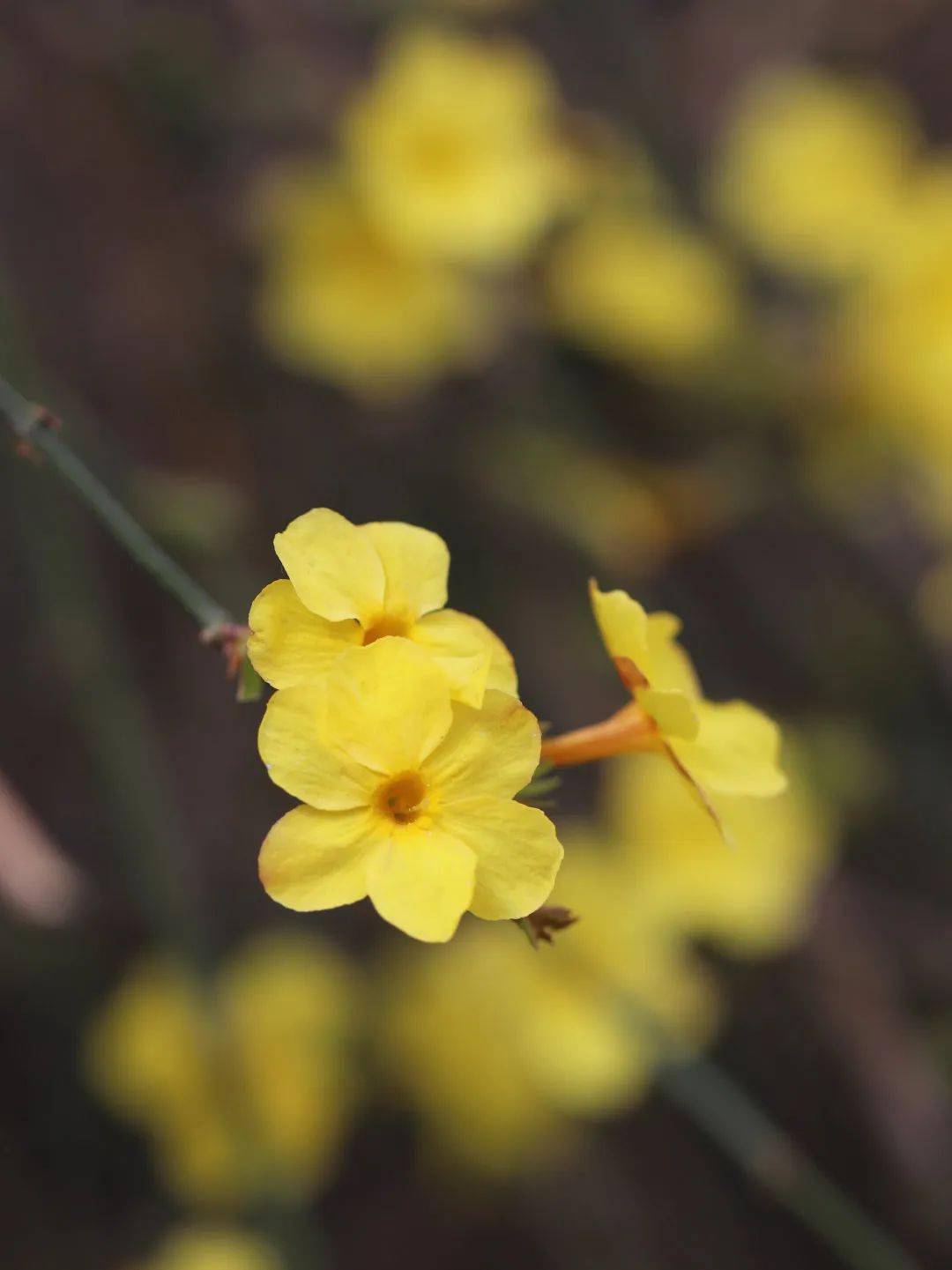常宁宫园林酒店踏春游园赏花季休闲娱乐常宁宫