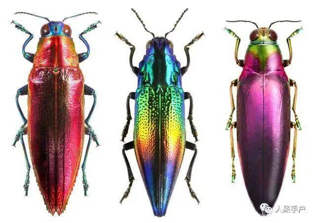 每日物种故事吉丁彩虹之眼就是我