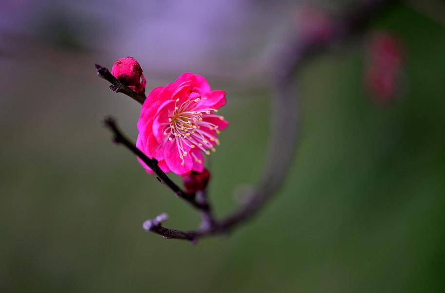 最美的花图片梅花图片