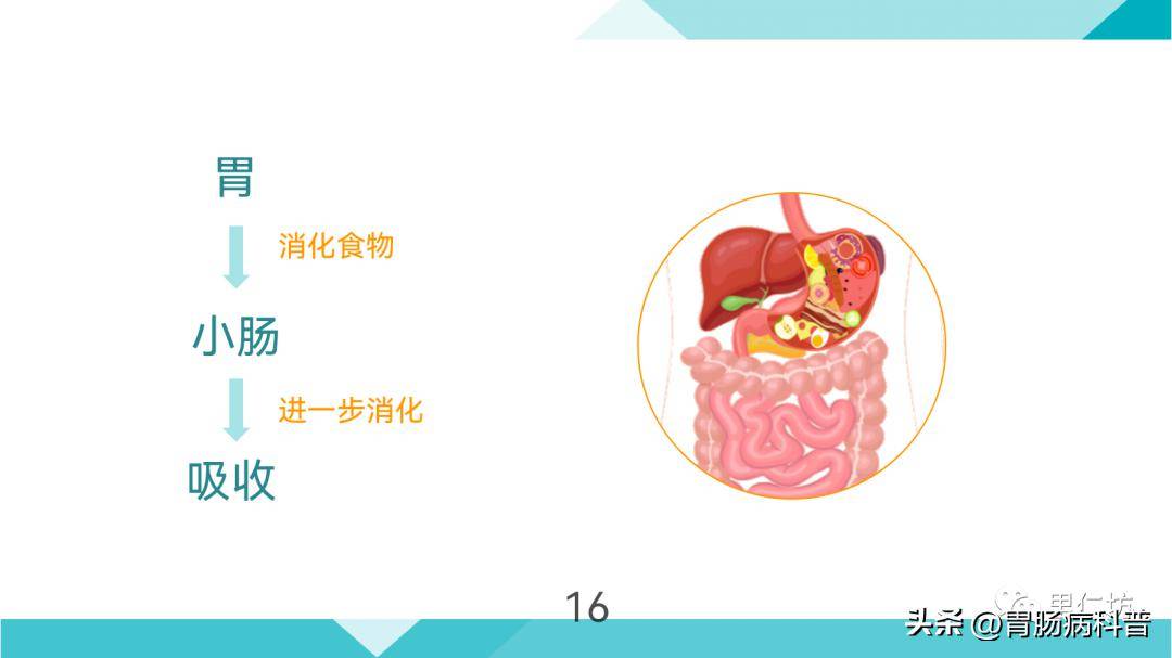 认识你的消化系统ppt