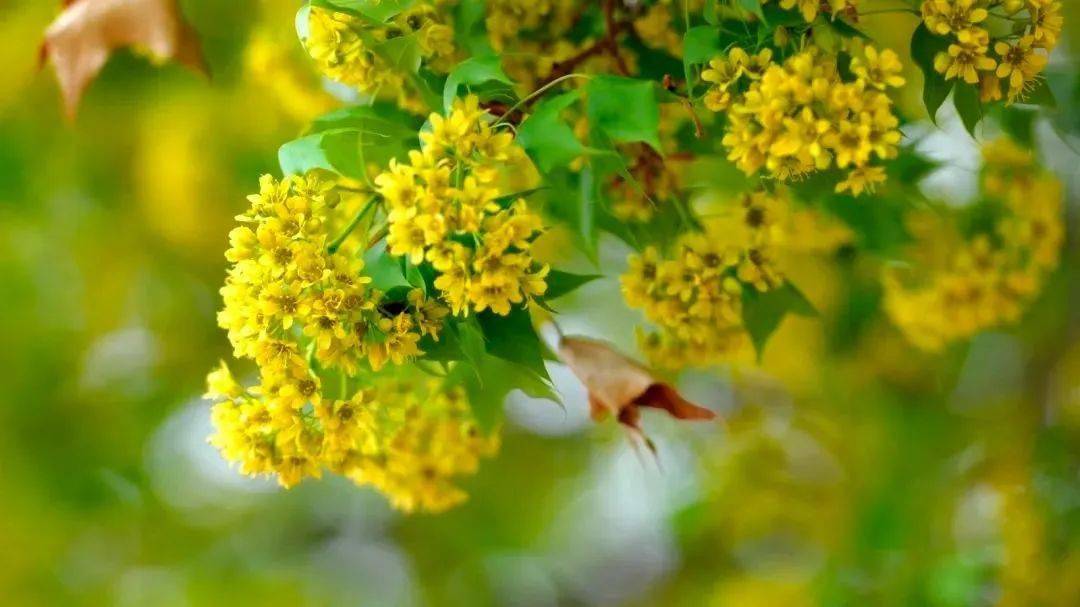 打卡|我在枫情马镇的四季等你_中旗_枫林_大自然