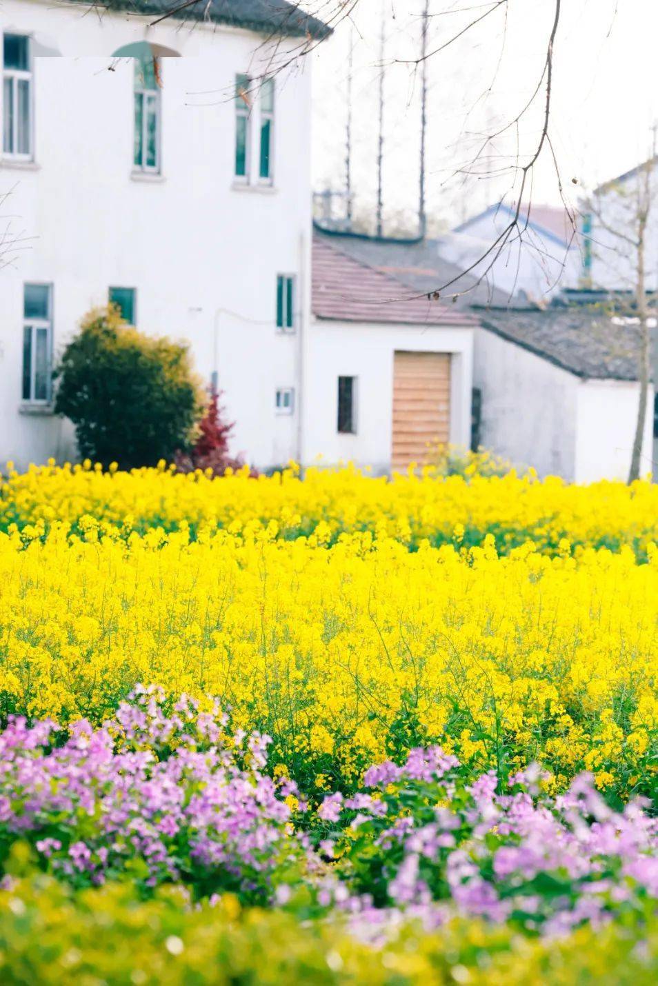 两江龙湾公园油菜花图片