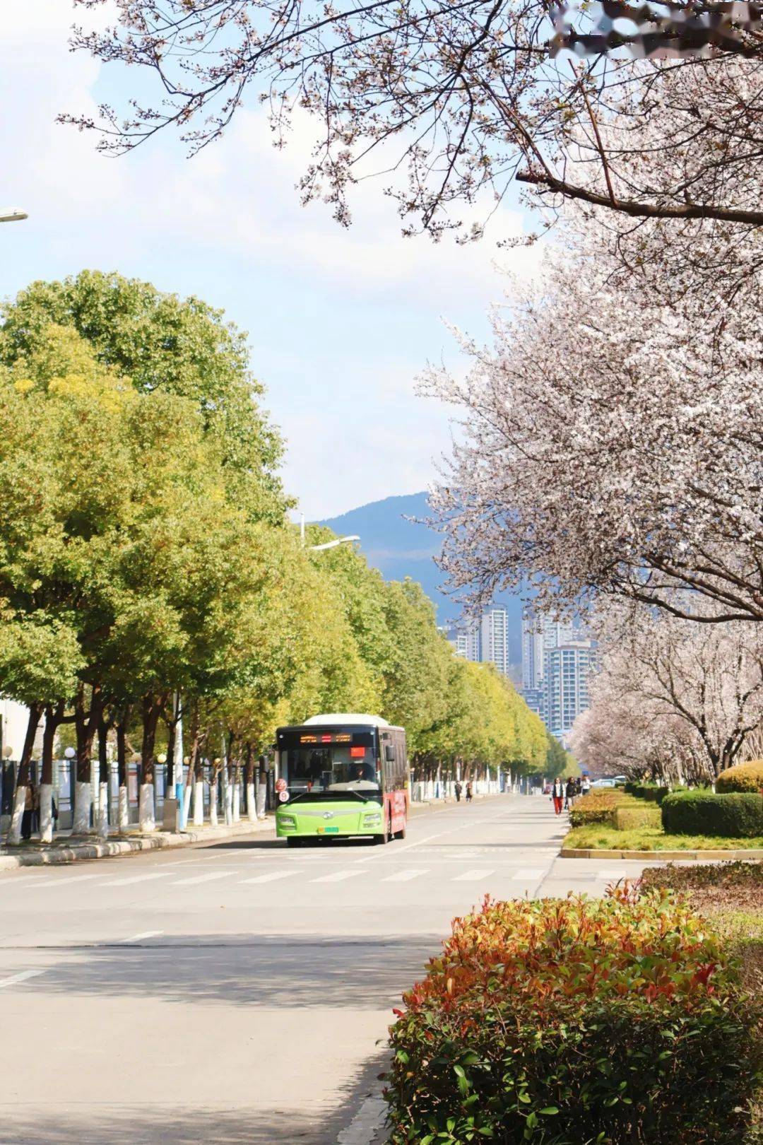 广元樱花大道图片