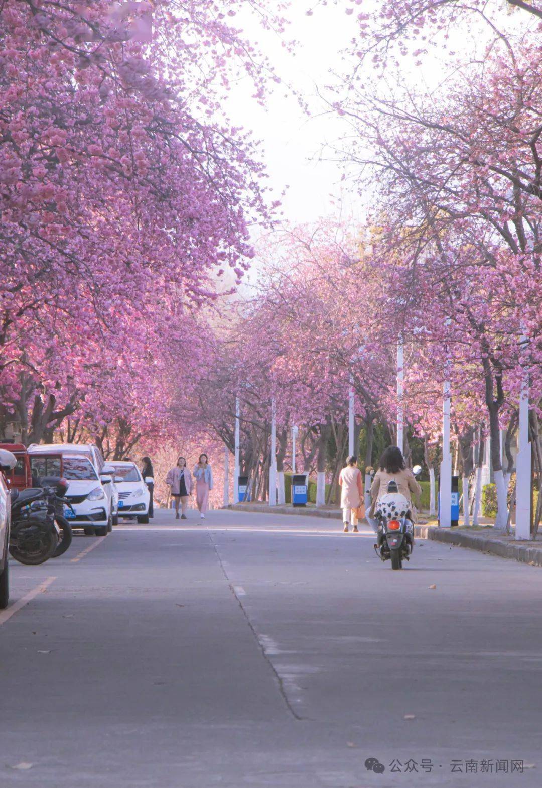 大理大学的樱花图片