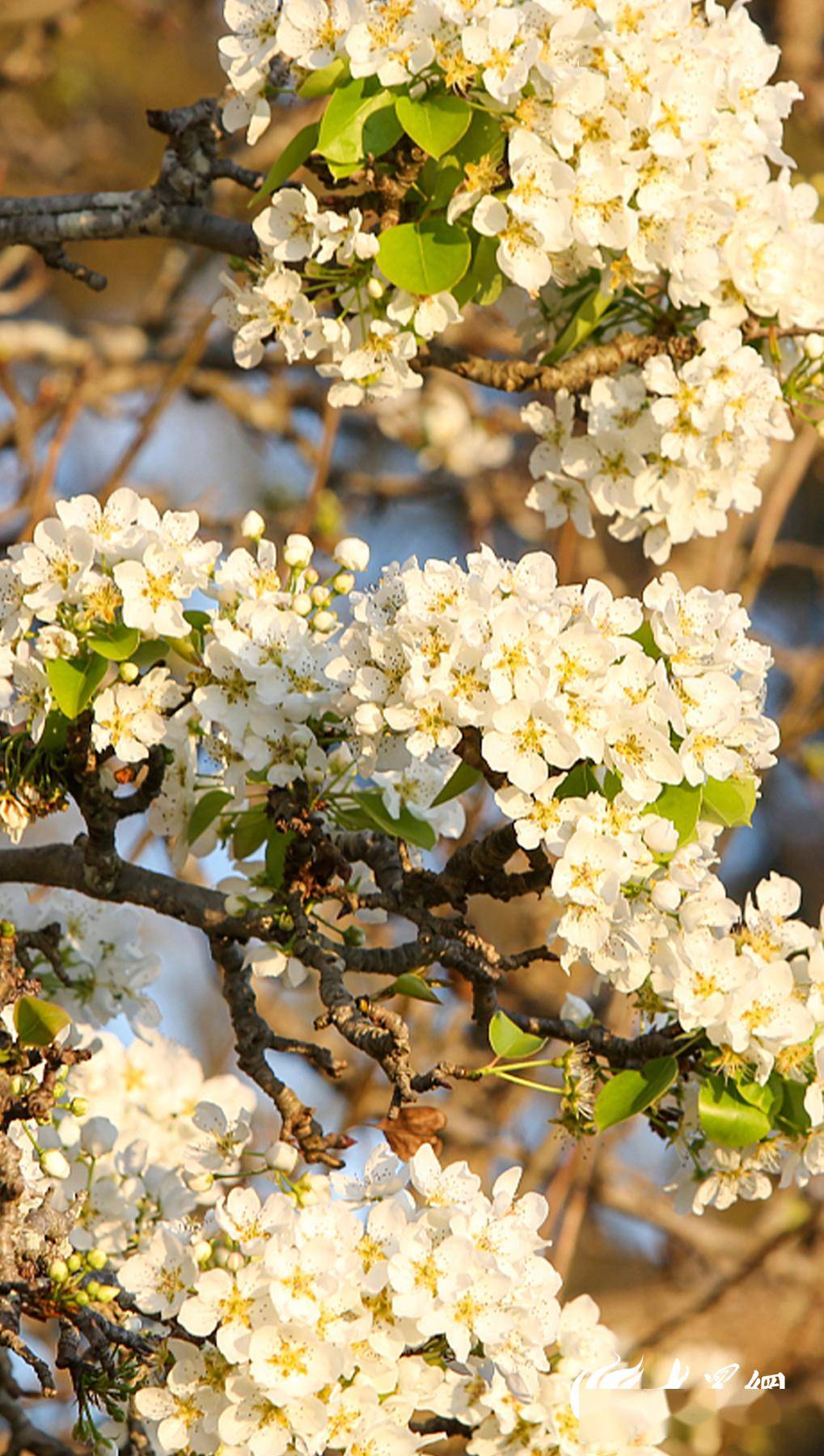 准备好了吗潍坊2024版追花地图上线