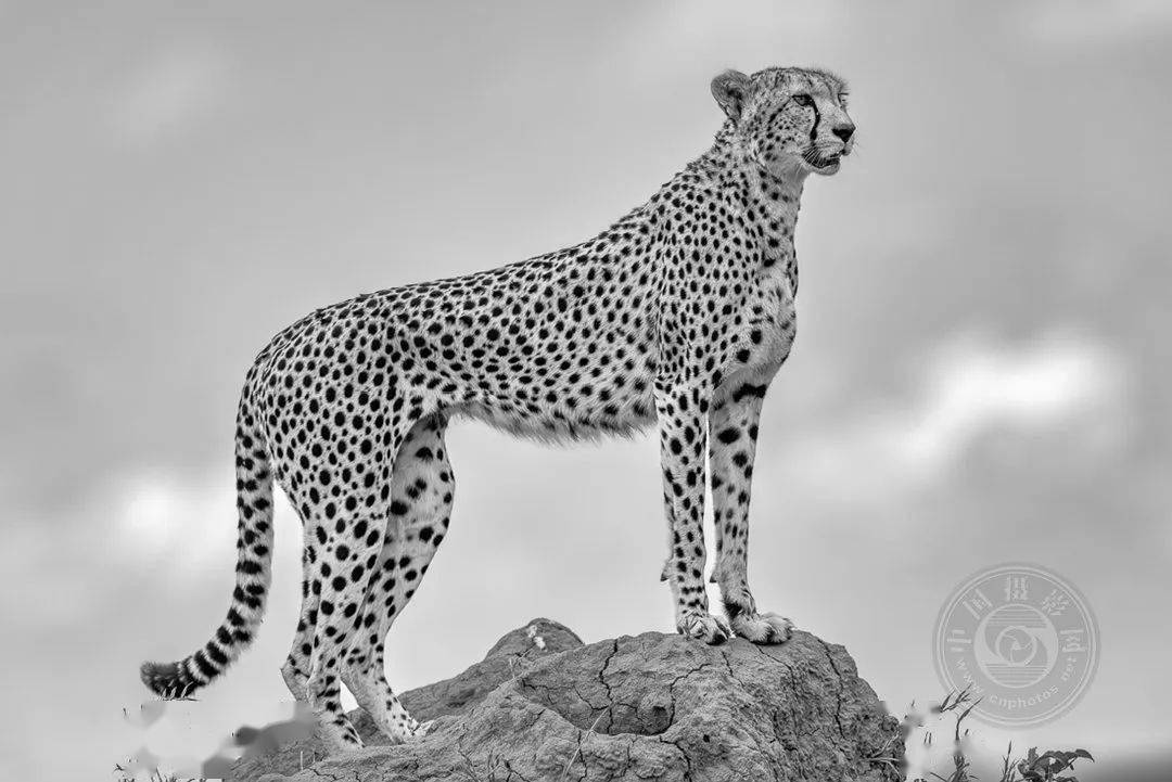 业余组2023年国际黑白摄影大奖赛野生生物类获奖作品公布上