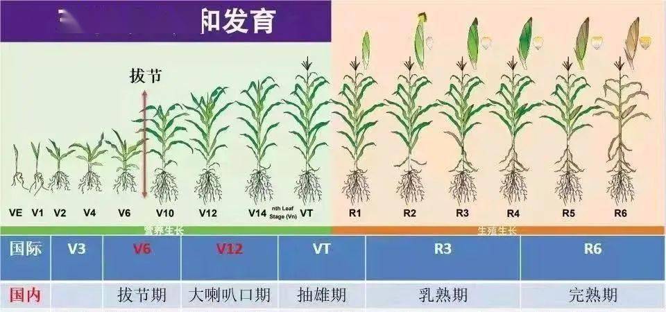 玉米生长过程思维导图图片