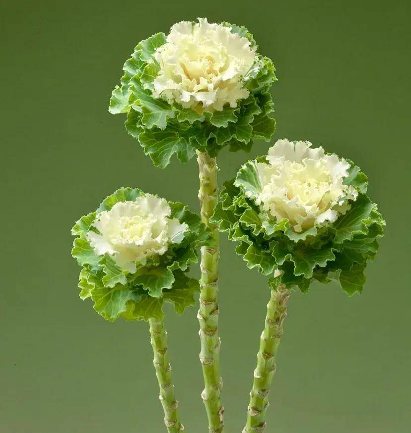 把包菜养成老桩,太漂亮了,从此什么花都不爱,独宠羽衣甘蓝_时候_叶片_