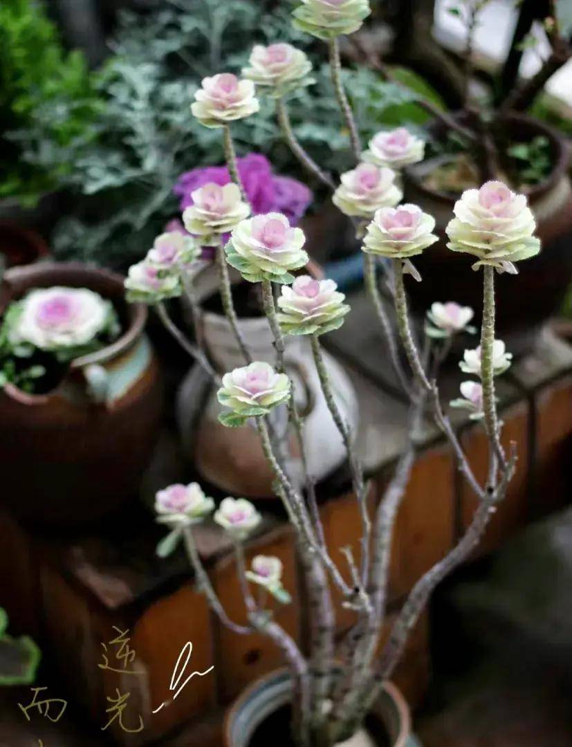 把包菜养成老桩,太漂亮了,从此什么花都不爱,独宠羽衣甘蓝_时候_叶片