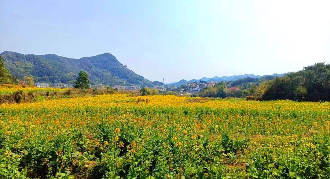 春色撩人速来大洋乡瑞云村七彩油菜花惊艳绽放
