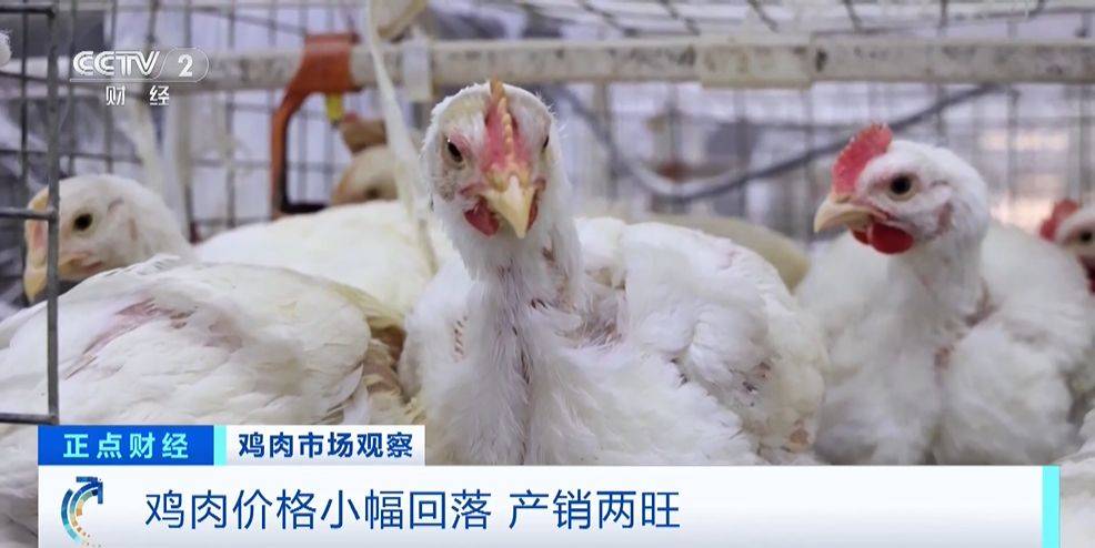 产销两旺鸡肉价格小幅回落超市纷纷打折促销