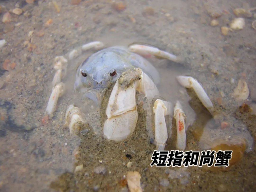 摄丨张小蜂短指和尚蟹真的很胆小吗?