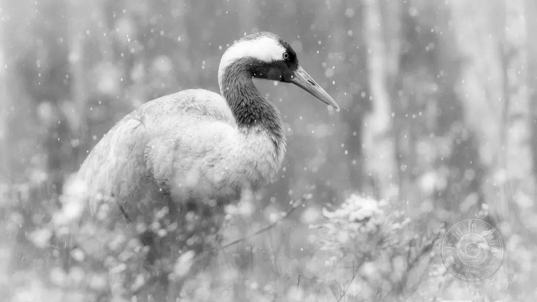 在安博塞利干旱的中心地带,一头小象在母亲的庇护下找到了保护和指引