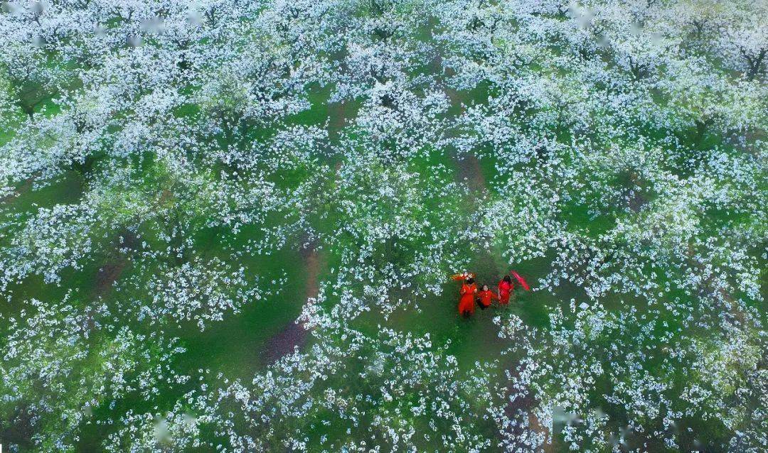 巫山梨花节图片