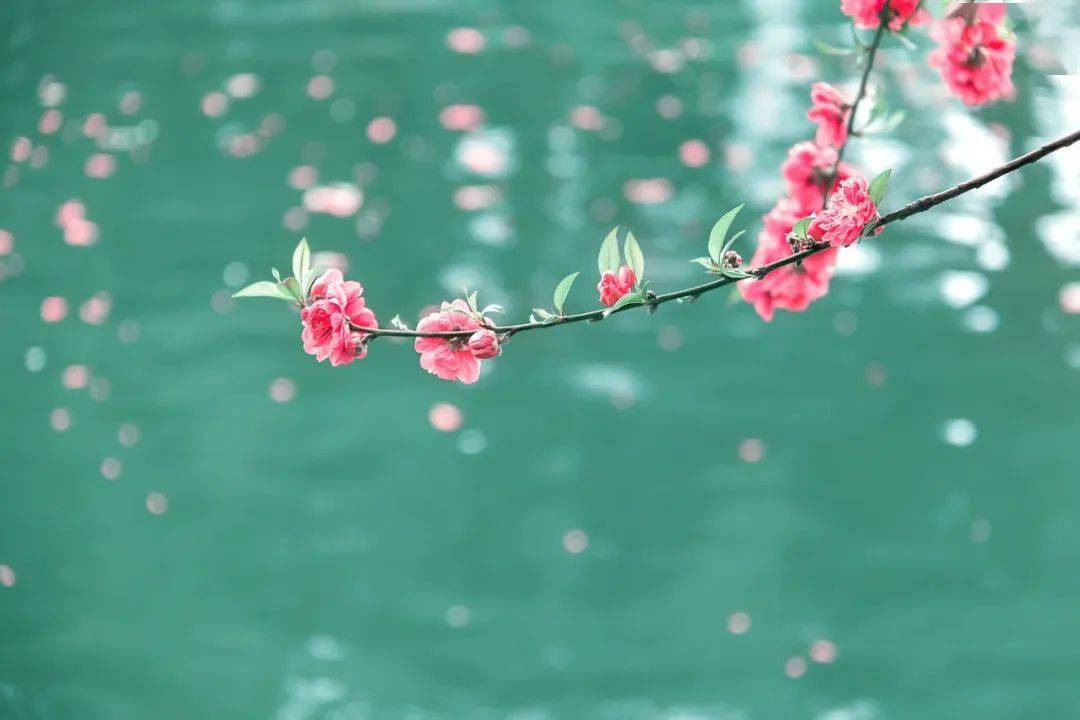 微风滴雨落花飞图片图片