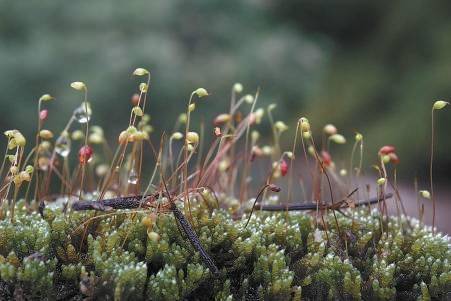 苔藓像是森林的秘密知识