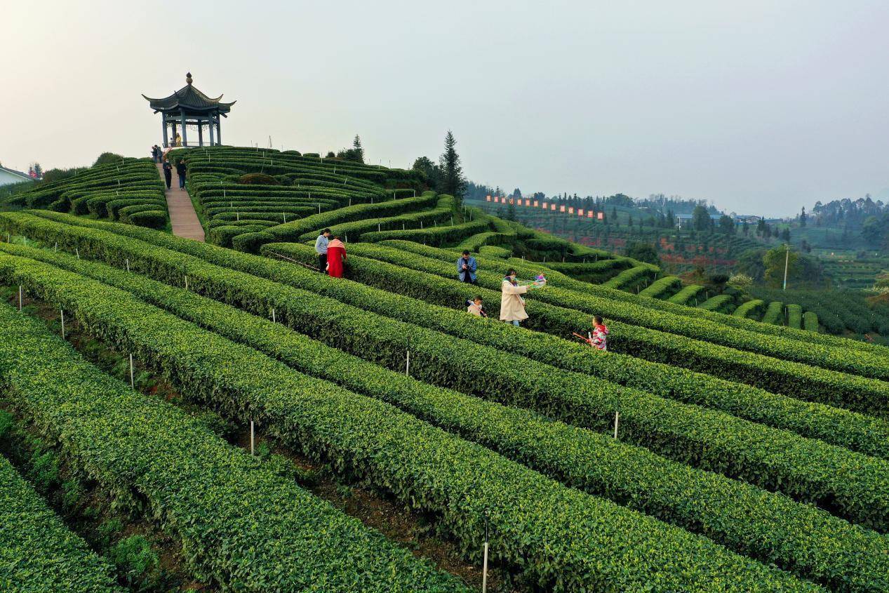 纳溪梅岭茶山介绍图片