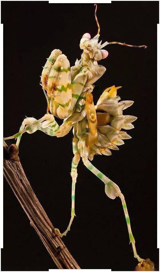 只发一次罕见的奇兽大全见过三种算你牛