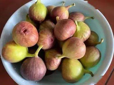 清热又润肠,味美营养高_无花果_食用_功效