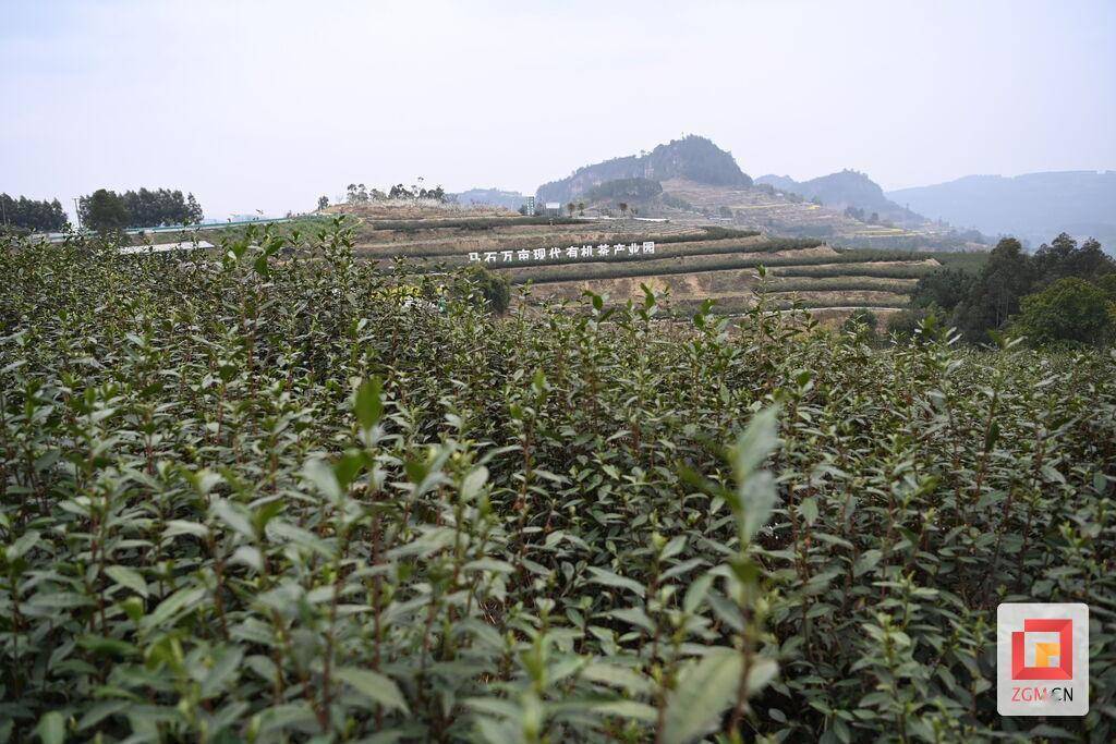 荣县旭阳镇三花涵养万亩有机茶茶旅融合发展钱景好