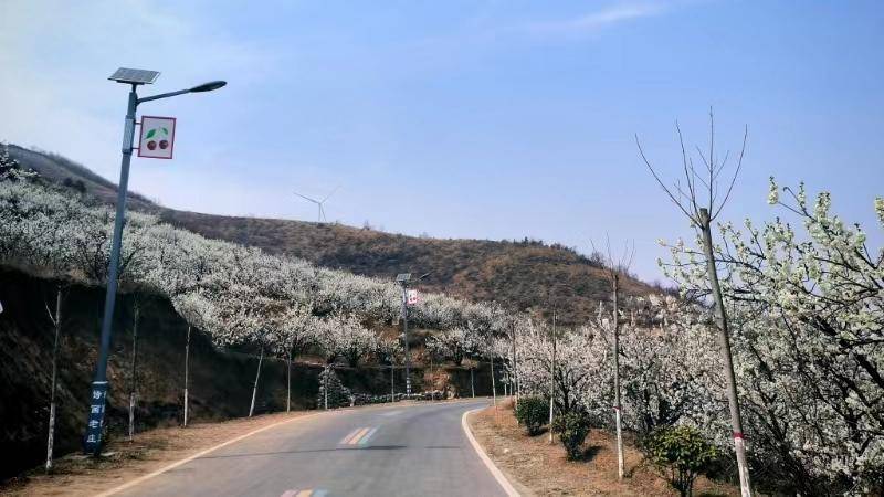 发展全域旅游 尽赏"诗画老庄"_老庄镇_种植_樱桃