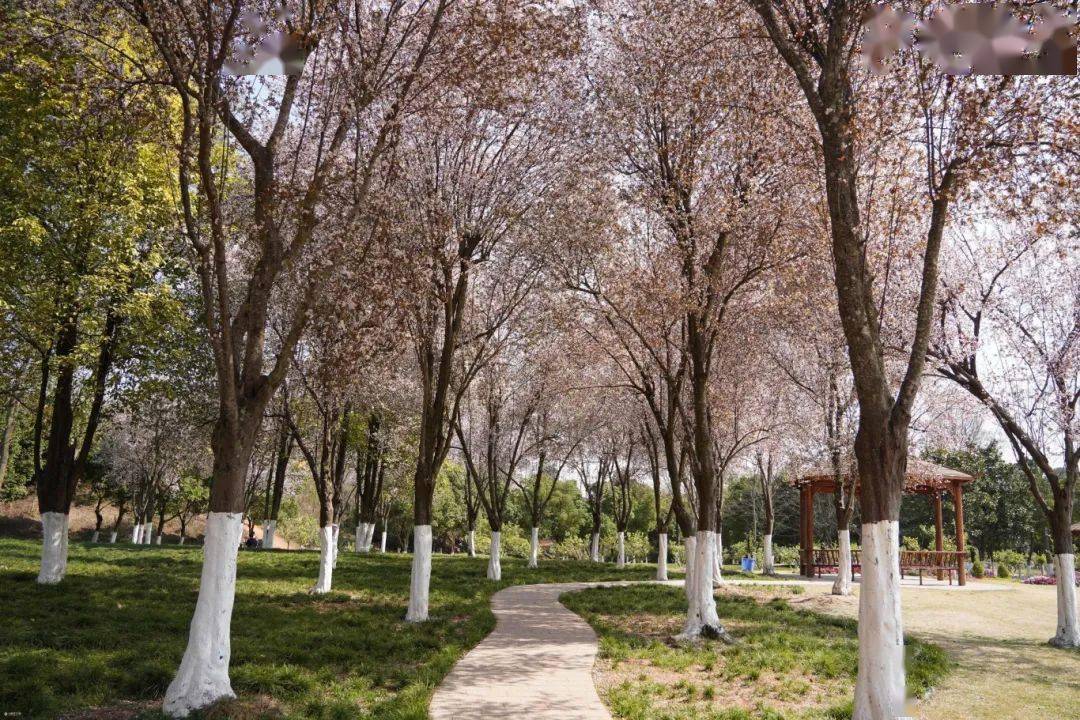 奔赴春日,资阳湿地公园已经迎来赏花季!