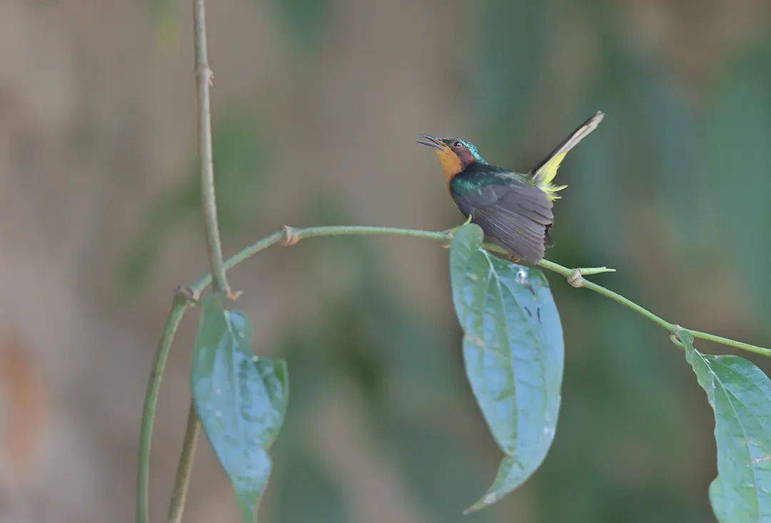 摄影爱好者拍到珍稀鸟类紫颊直嘴太阳鸟_鸟儿_热带_云南