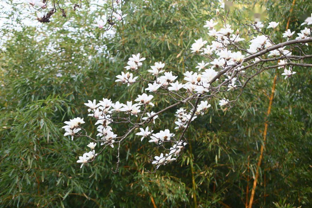 "市花"白玉兰绽放,快来这些点位观赏吧>2024-03-1
