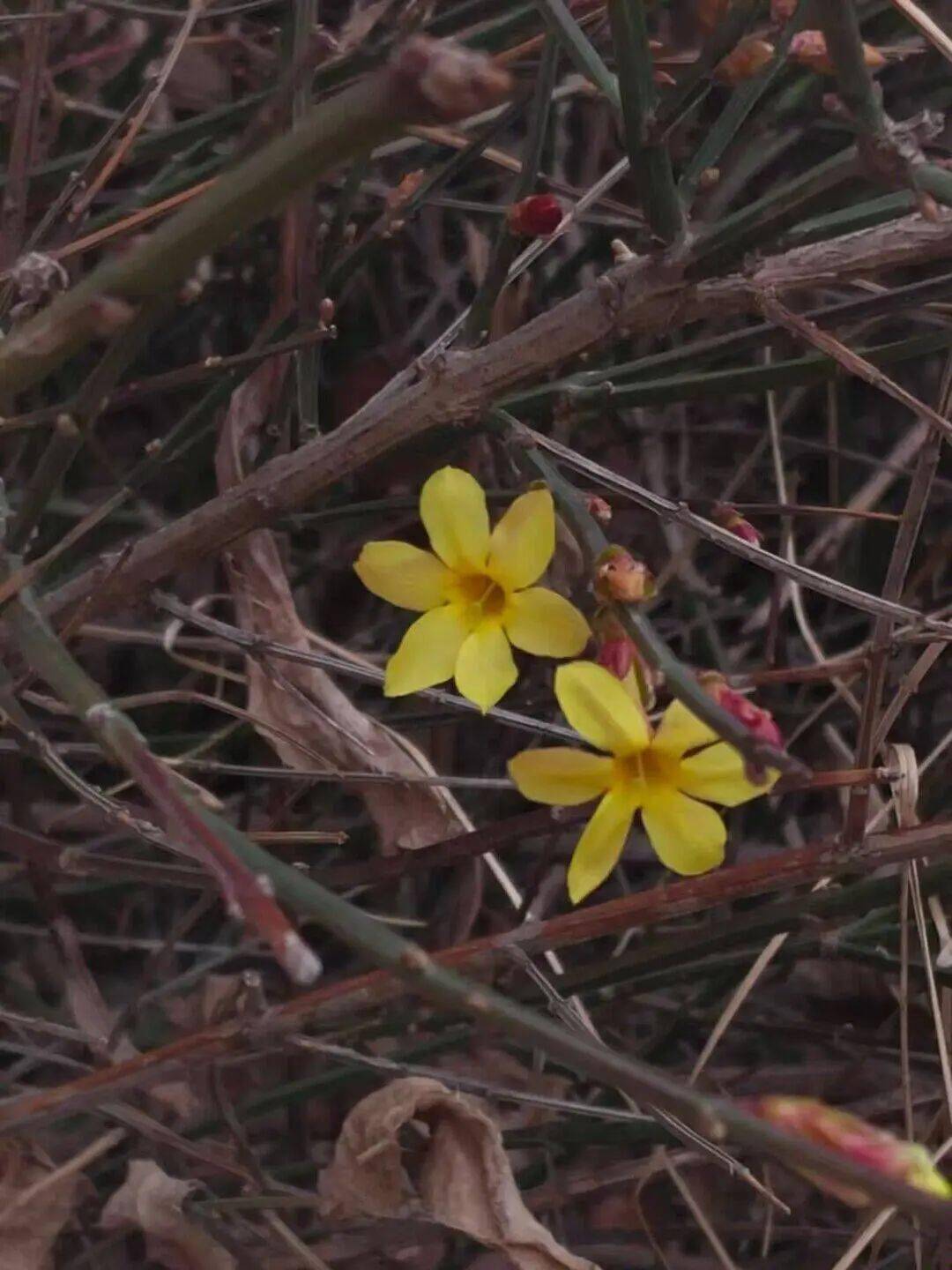 漫步校园,花以见春_part_生命_脚步