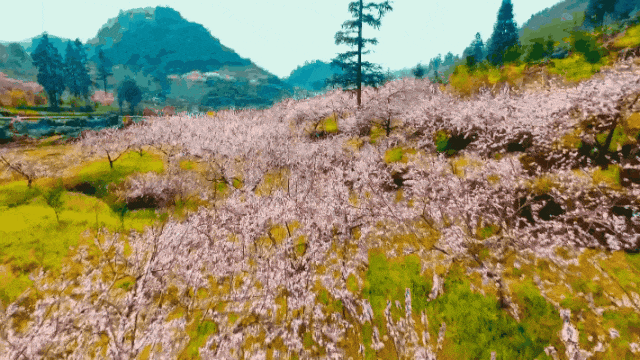 何以石首!这个春天桃花正在盛开→_旅游_知音_荆州市