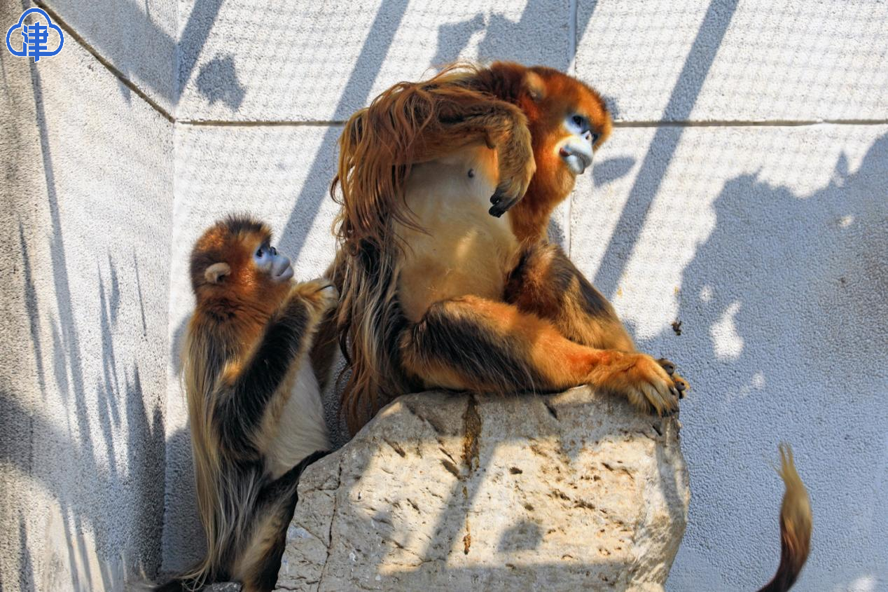 天津动物园两只金丝猴成功相亲