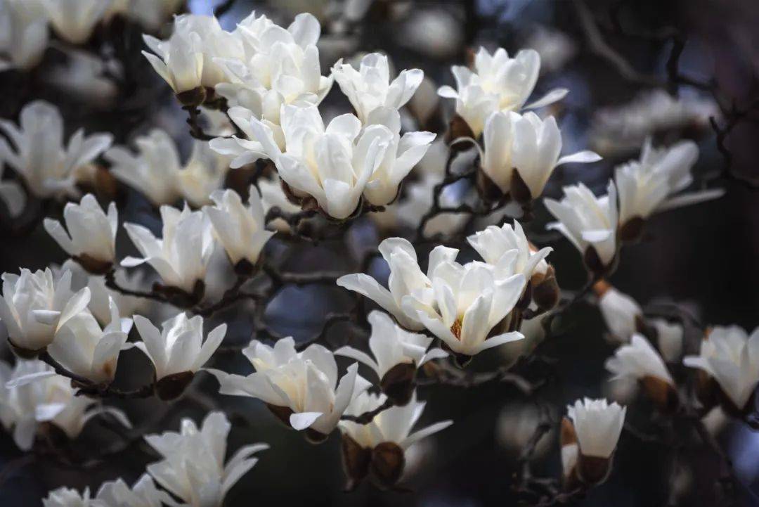 "市花"白玉兰绽放,快来这些点位观赏吧→_公园_地址_浦东新区