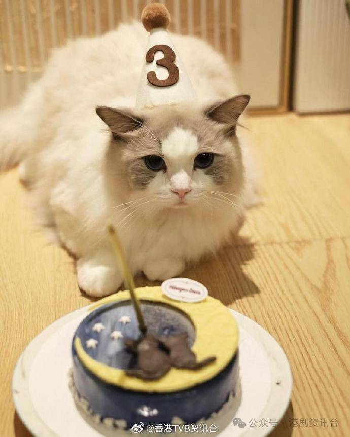 汤洛雯在社交平台分享生日会照片,她与马国明抱住猫仔tino及猫女ariel