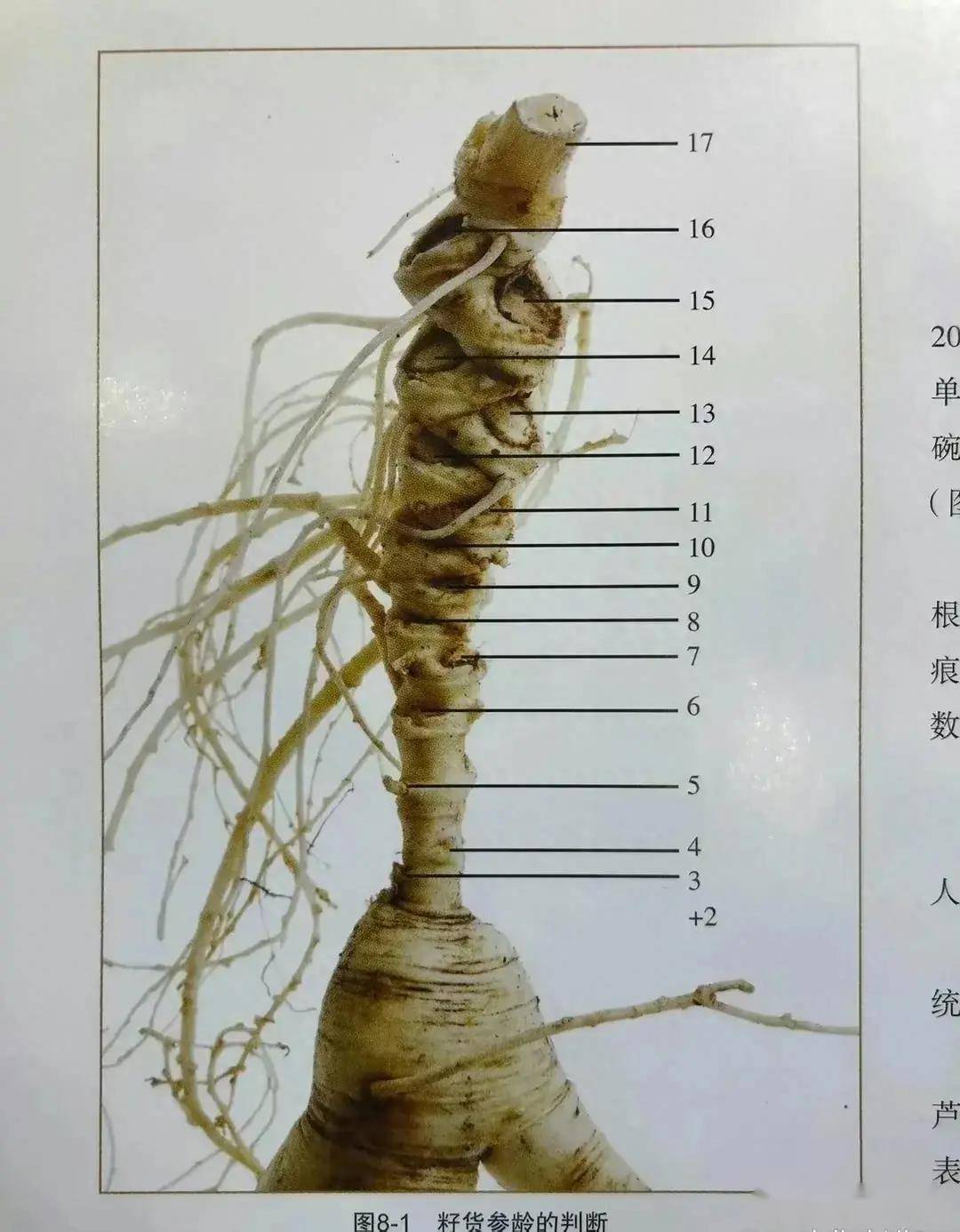 人参和草参的区别图片图片