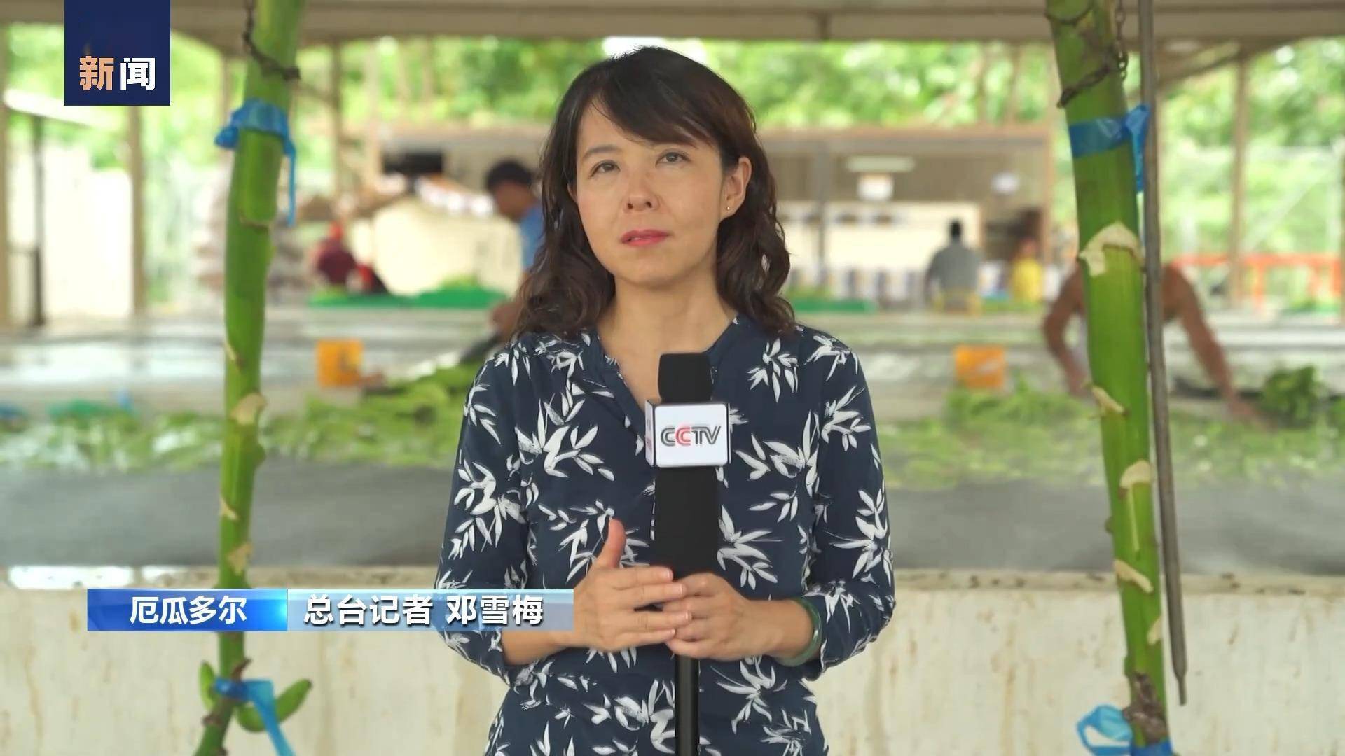 总台记者 邓雪梅:这里是厄瓜多尔最大的城市瓜亚基尔郊外的一个香蕉