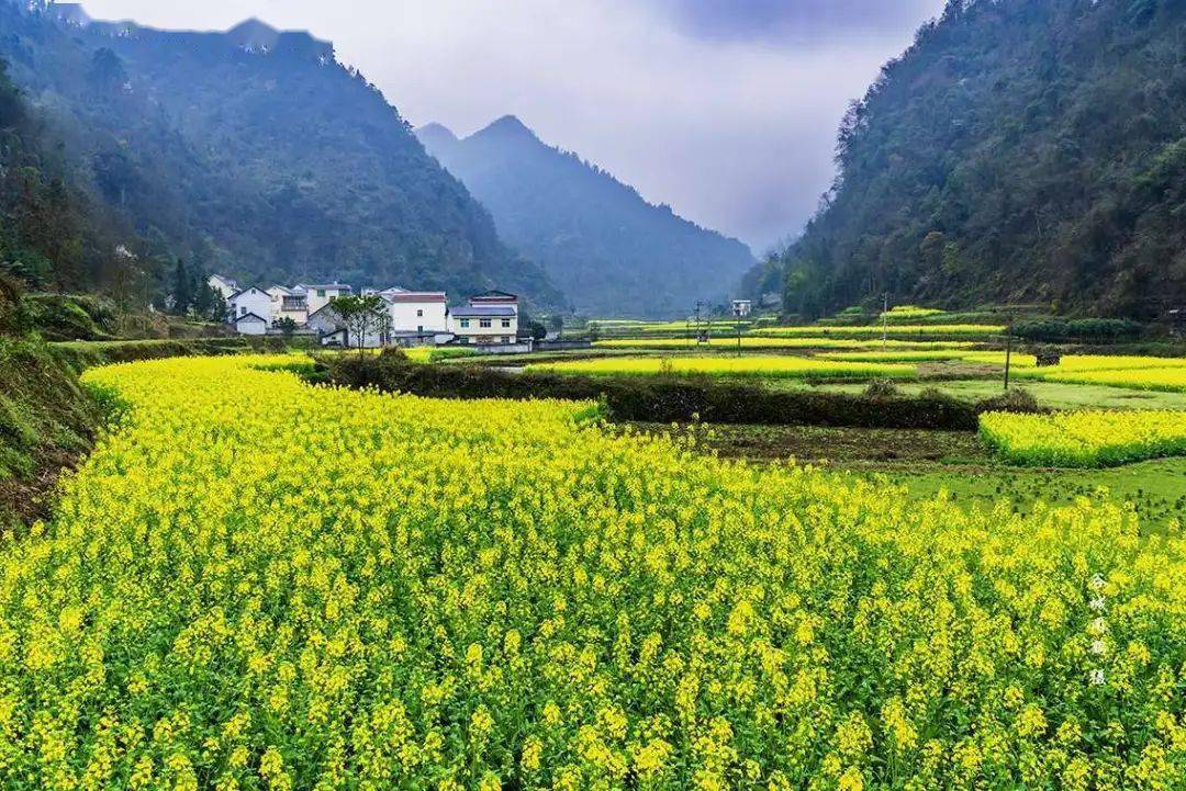 影画湘西家乡的风景社塘坡油菜花季