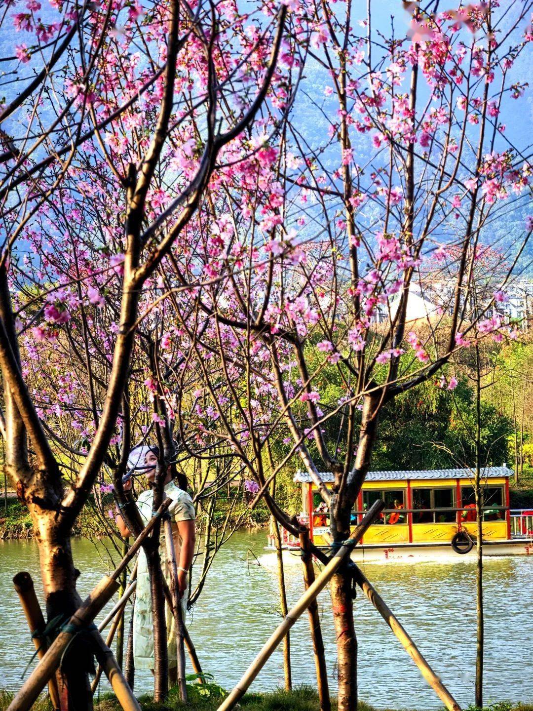 七星岩樱花已进入盛花期!_肇庆_西江_炯雄