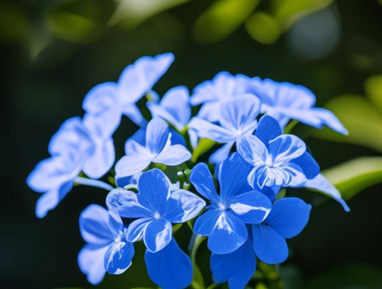 阳台再小也要养盆它晒晒太阳浇浇水开花300多享受人生