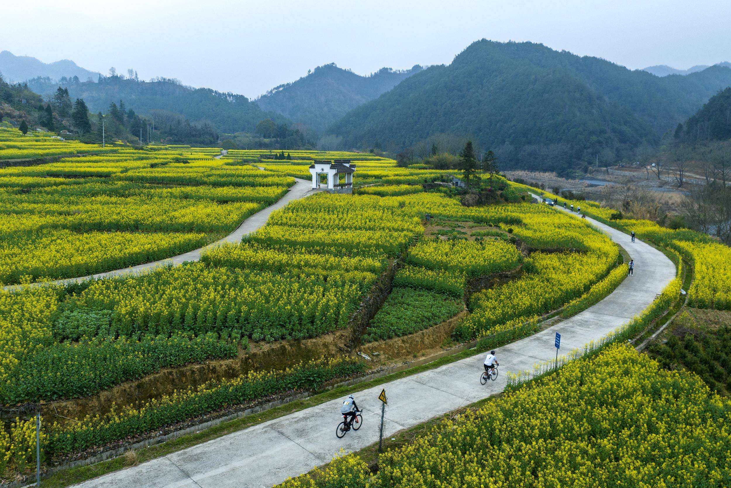 鱼溪镇油菜花图片