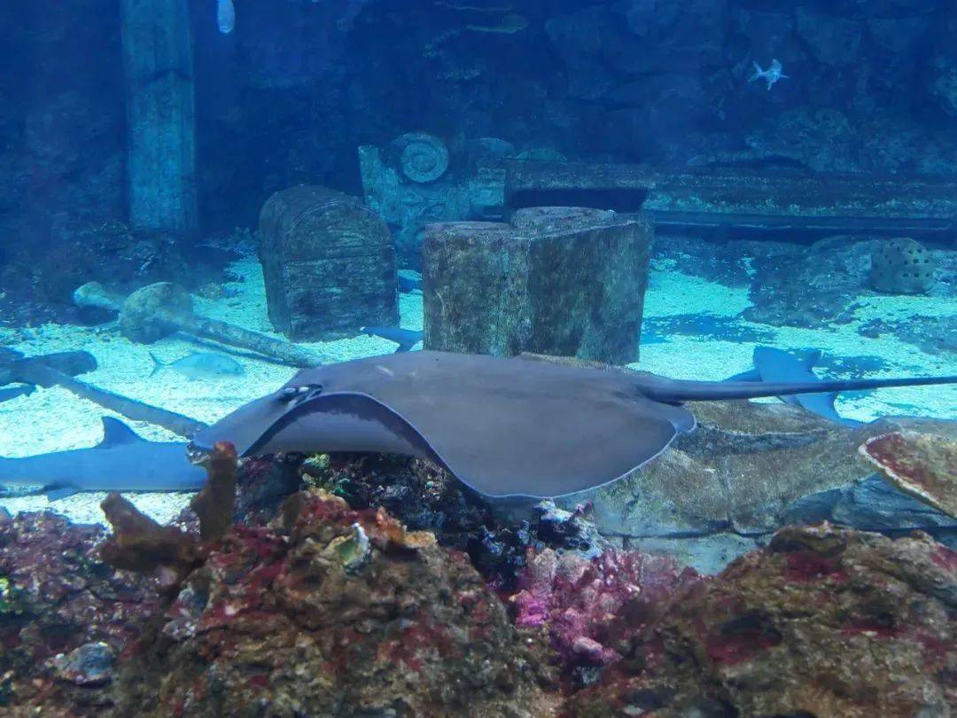 海洋研学游新装启动啦