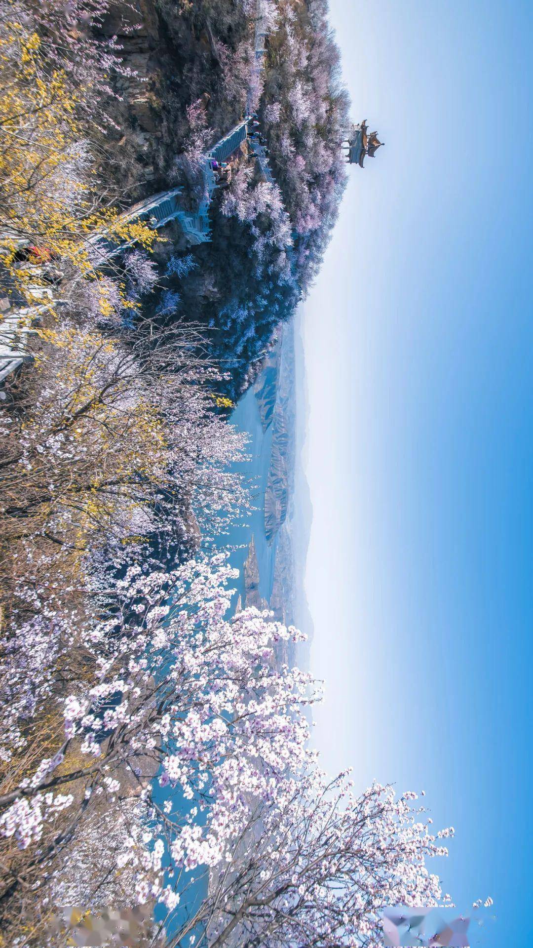 2020年3月14日,河南洛阳荆紫仙山桃花盛开,漫山遍野都是春天.